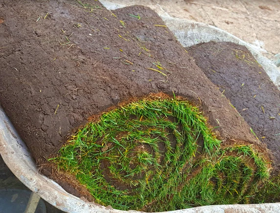 Lawn Turf *Bulk Buy* - Image 4