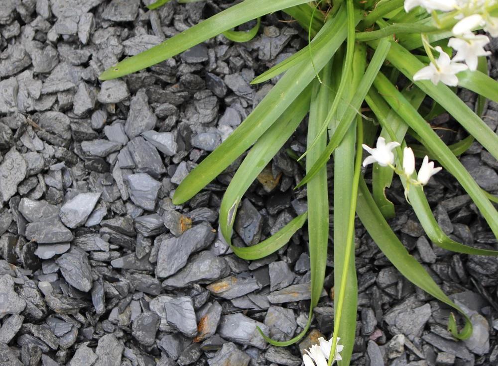 Dark Slate Chippings 20mm - 25/50 20kg Bags - Image 3