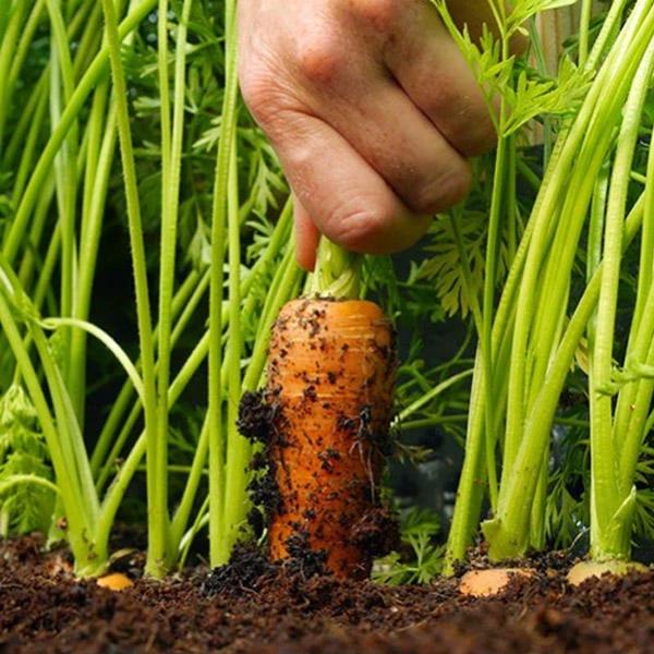 Gardeners' Choice Vegetable Soil - 800kg Bag - Image 3