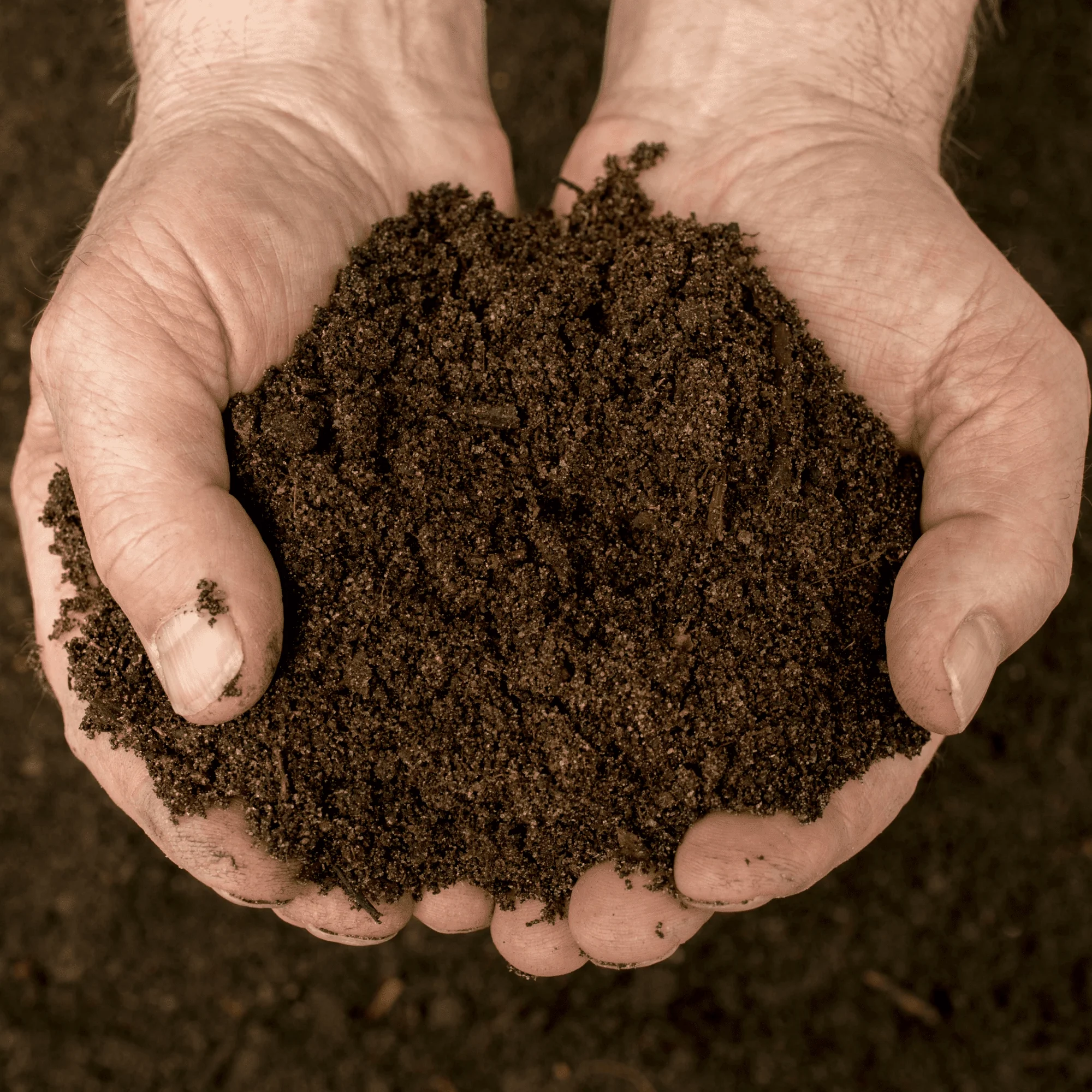 VegeGrow Welsh Topsoil for vegetables - Image 4